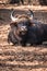 African or Cape buffalo, Bison Bison bison in Trivandrum, Thiruvananthapuram Zoo Kerala India