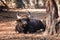 African or Cape buffalo, Bison Bison bison in Trivandrum, Thiruvananthapuram Zoo Kerala India