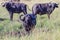 African (Cape) Buffalo - Framed