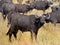 African Cape Buffalo Herd, with one Buffalo looking directly into camera