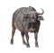 African Cape Buffalo Isolated