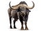 African Cape Buffalo Isolated