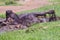 African (Cape) Buffalo Wallowing In Mud