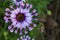 African or Cape Daisy, Osteospermum, Pink Whirls