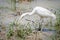 African cattle egret bird hunting at waterhole in Pendjari NP, Benin