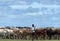 African cattle herd being brought in for night.