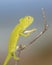 African chameleon balancing on stick