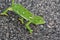 The African chameleon goes on asphalt road, Kruger national Park,