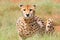 African cheetah