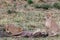 African Cheetah feasting on a warthog on the Savannah grass at the Masai Mara National Reserve