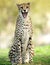 African cheetah snarling with mouth open