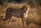 African cheetah standing in grass