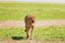 African cheetah walking after feasting, Kenya