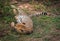 African cheetahs in Masai Mara park in Kenya