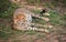 African cheetahs in Masai Mara park in Kenya