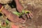 African child hands planting vegetables in soil