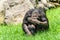 African Chimpanzee Hiding His Face