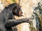 African Chimpanzee In Tree
