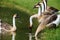 African Chinese geese