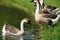 African Chinese geese