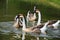 African Chinese geese