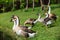 African Chinese geese