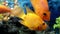 African cichlids - fish from the Cichlov family. Fish in the aquarium