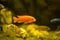 African cichlids swimming in aquarium