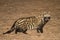 African Civet