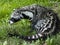 African civet, Civettictis civetta, a large African beast looking for food