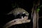 African Civet, Civettictis Civetta, Moremi, Botswana, Africa. Night nature, Okavango delta. Civet on tree, wildlife nature, beauti