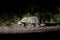 African civet, Civettictis civetta, night photo of wild, largest civet, side view. Illuminated nocturnal african predator walking