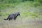 African Civets in Amboseli National Park, Kenya