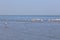 African coast of the Atlantic. Colony of pink flamingos. Swakopmund, Namibia