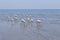 African coast of the Atlantic. Colony of pink flamingos. Swakopmund, Namibia