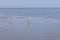 African coast of the Atlantic. Colony of pink flamingos. Swakopmund, Namibia