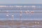 African coast of the Atlantic. Colony of pink flamingos. Swakopmund, Namibia