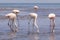 African coast of the Atlantic. Colony of pink flamingos. Swakopmund, Namibia