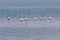 African coast of the Atlantic. Colony of pink flamingos. Swakopmund, Namibia