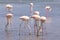 African coast of the Atlantic. Colony of pink flamingos. Swakopmund, Namibia