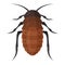 African cockroach icon, wildlife bug and insect