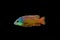 African colorful cichlid