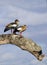 African colorful ducks