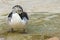 African comb or knob-billed duck standing in water pond