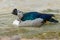 African comb or knob-billed duck swimming in water pond