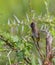 African Common Bulbul, Pycnonotus barbatus, Masai Mara