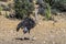 African common ostrich wild bird close-up. South Africa