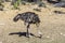 African common ostrich wild bird close-up. South Africa