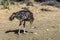 African common ostrich wild bird close-up. South Africa