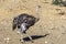 African common ostrich wild bird close-up. South Africa